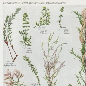 Lythrum Peplis Tamarix -- Pl 194 - - Plante Flore - Gravure de presse 1930 - Picture 1 of 2