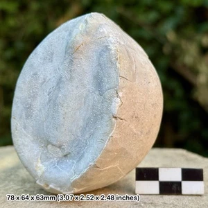 Britische Kreide A-Ware Fossil Echinoid - Echinocorys scutata turrira | Santonian - Bild 1 von 2