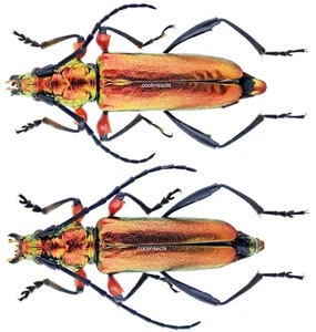 Insect - CALLICHROMATINI Synaptola nitidipennis - Tanzania - Pr. 25mm+/- ....!! - Picture 1 of 1