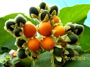 BAUM-TOMATE Tamarillo cyphomandra betacea orange kleine Frucht eine Köstlichkeit - Bild 1 von 3