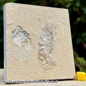 Seltene Carpopenaeus callirostris fossile Garnelen - Oberkreide, Hjoula, - Bild 1 von 1