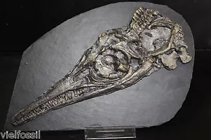 Ichthyosaurier Schädel Replik Holzmaden Ichthyosaurus Posidonienschiefer Fossil - Bild 1 von 1
