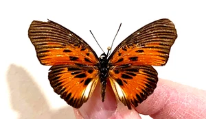 Insect Butterfly Moth Nymphalidae Euptera mirifica-Extremely Rare Female! - Picture 1 of 2