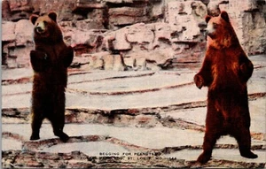 Bears Begging for Peanuts Forest Park Zoo St. Louis Missouri Linen Postcard - Picture 1 of 2