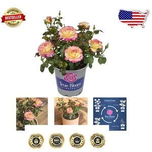 True Bloom Award-Winning Pink and Yellow Roses - Perfect for Home and Garden - Picture 1 of 13