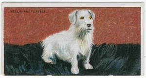Tarjeta de cigarrillo para perros SEALYHAM TERRIER DRAPKIN PERROS Y SU TRATAMIENTO 1924 #4 - Imagen 1 de 2