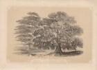 Gravure sur bois coloré figuier de 1851 Bicknell