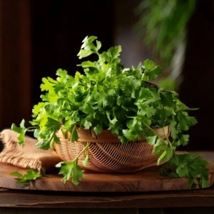 Cilantro Seeds - Coriander Seeds | Heirloom - Non-GMO | Free Shipping USA - Picture 1 of 3