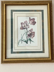 VINTAGE, ARTIST KEIZER LEOPOLDUS, TULIPA XXII, ART PRINT FRAMED & MATTED - Picture 1 of 10