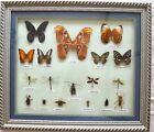 Schmetterlinge im ANGEBOT. Atlas Moth - Weltgrter Falter. Sammlung. Insekten
