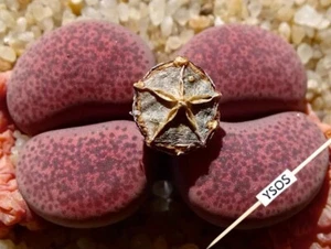 SEEDS - Lithops  terricolor 'Pinky' ex Shimada JAPAN  20 Seedes - Foto 1 di 1