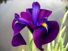 Iris ensata ‘Variegata’ (Variegated Japanese clematis iris) - Marginal Pond P...