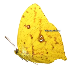 Unmounted Butterfly/Pieridae - Phoebis neocypris rurina, male, A- - Picture 1 of 1
