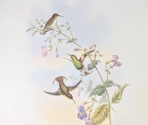 John Gould COPPERCROWN Hummingbirds Vintage Bird Art Print Bookplate S-53 - Picture 1 of 4