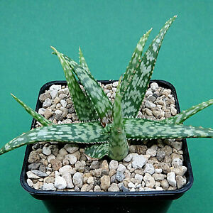 Aloes hybrydowy HPT 145/16, 11,0 cm duża roślina, Caudex, no Kelly Griffin (4471)