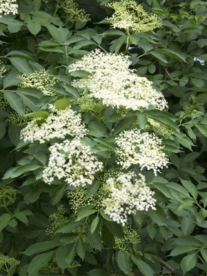 BOHLKEN BAUMSCHULEN Schwarzer Holunder | Sambucus nigra