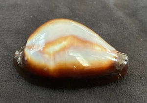 CYPRAEIDAE Erronea onyx 46.2mm Caubian DEEP Philippines 2014 - Picture 1 of 6