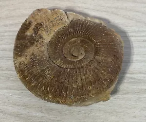 Fossile D'Ammonite Asteroceras - Imagen 1 de 9