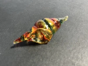 Vidrio artístico concha marina vidrio soplado pintado a mano adorno de Navidad vida marina - Imagen 1 de 4