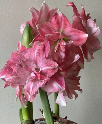 Blue Buddha Farm: Amaryllis ‘Rozetta’ – Soft Pink Symphony Blooms - Image 1 of 4