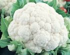 400+ Cauliflower Seeds -Self Blanching | Non-GMO | Heirloom | USA FREE SHIPPING