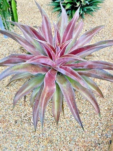 Mangave ‘Red Wing’ – Rare Succulent | Bold Burgundy Foliage | Drought-Tolerant | - Picture 1 of 4