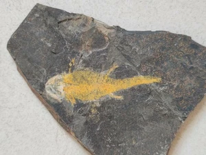 Spätjura Wolfsflossenfisch Fossil Knochenzungenfisch Fossil A09 - Bild 1 von 6