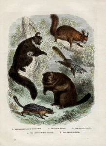 ANIMALS 5 Typer; Squirrel, Marmot, Pteromys, etc. 1860; hand color original - Picture 1 of 1