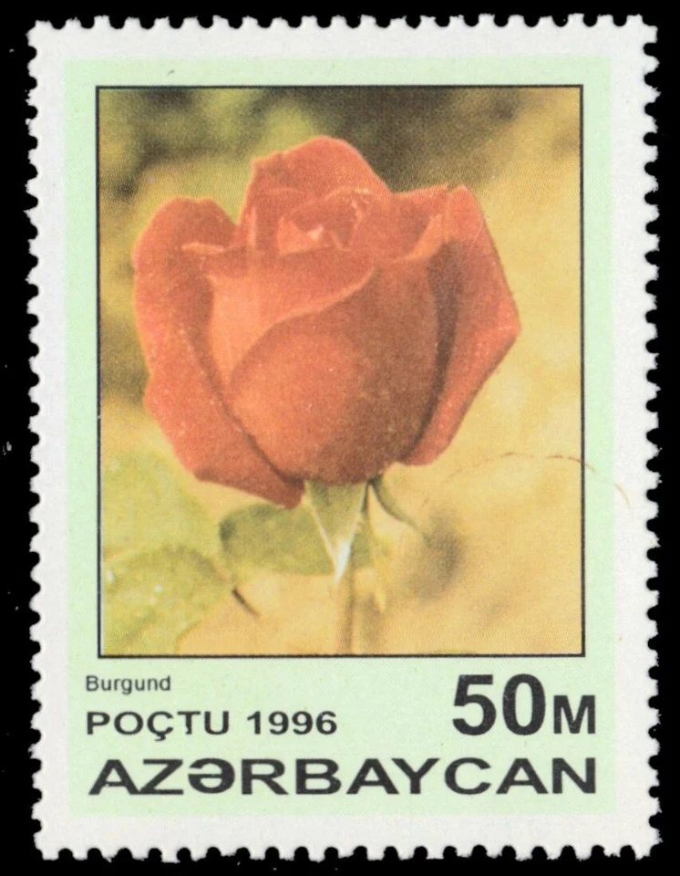 AZERBAIJAN 598 - Garden Roses "Burgundy Rose" (pb76254) - Image 1 of 1