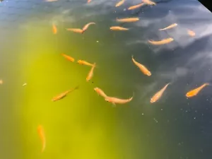 15+ Youhiki Fertilized Eggs. Medaka Japanese Rice Fish - Picture 1 of 6