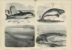 Tafel WALE / DELPHIN / POTTWAL / DUGONG Original-Holzstich 1890 - Picture 1 of 1