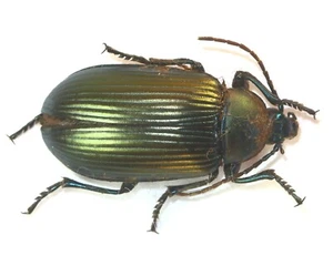COLEOPTERA, TENEBRIONIDAE, NESOGENA VIOLACEA from MADAGASCAR - Picture 1 of 1