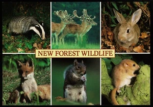 New Forest Wildlife Hampshire Mehrfachansicht J. Salmon Postkarte - Bild 1 von 2