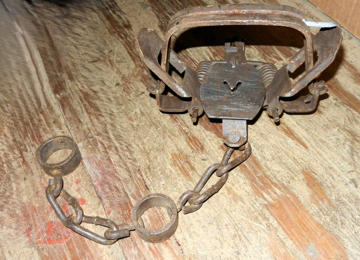 Victor 2 Traps In Vintage Hunting Traps for sale - eBay Victor 2 Traps In Vintage Hunting Traps for sale - eBay