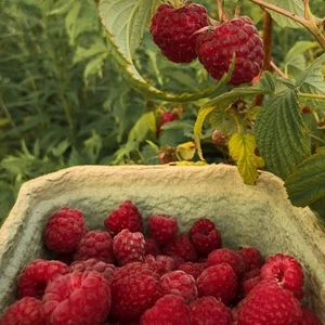 Raspberry - Heritage (Pack of 2 Canes) - Picture 1 of 1