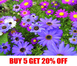 SWAN RIVER DAISY MIX - 5000 SEEDS - Brachycome iberidifolia - ANNUAL FLOWER