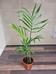 Parlour Palm plant x3 well rooted stems - Chamaedorea Elegans - Houseplant