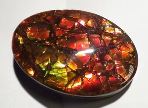 350 Carat.!! I Sammler Ammolite /Drachenschuppe Rot Grün-Golden-Orange + VIDEO - Picture 1 of 6