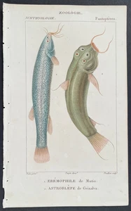 Turpin 1816 antiker handkolorierter Druck: 2 Welsarten, Meereslebewesen, Fische - Bild 1 von 2