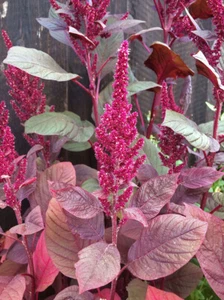 Roter Meier (Amaranthus lividus) ca 500 Samen - Bild 1 von 9