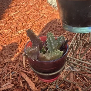 Cactus, Life Saver Cactus cuttings ready to pot Huernia Zebrina Friendship plant - Picture 1 of 7