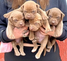 Cuccioli pitbull Red Force Kennel