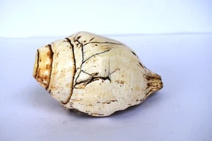 Antico tempio indù corona bianca sporca conchiglia conchiglia tromba Horagi Shankh "F8 - Foto 1 di 12