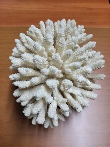 Corallo Marino Bianco Naturale a Forma di Fiore, Peso 760 Grammi - Foto 1 di 12