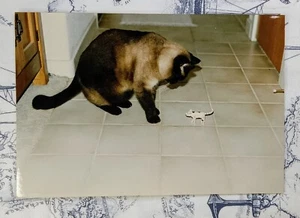 Vintage 1990s Found Photograph 4"x6" - Siamese Cat Looking At Cat Figurine - Picture 1 of 2
