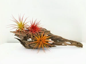 Air Plant 3 Pack Assortment - 3 COLORs of Tillandsia Airplants Free SHIPPING - Picture 1 of 11