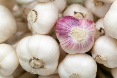 ORGANIC GERMAN GARLIC  HARDNECK SEED BULBS XL JUMBO LARGE BULB HEIRLOOM USA - Image 1 of 2