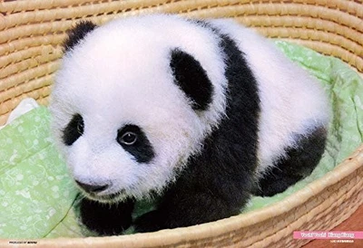 300 Piece Jigsaw toddler Shanshan 26 38cm - Image 1 of 4