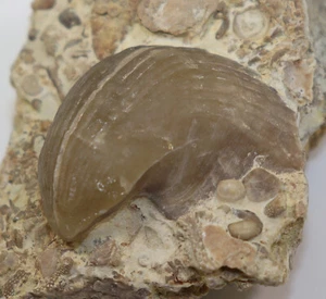 Brachiopode, Conchidium bilocularis, Silur, Klinteberg, Gotland, Schweden -k221 - Bild 1 von 5