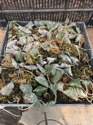 Hoya imbricata   - Image 1 of 4